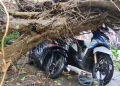 pohon beringin berukuran besar tumbang