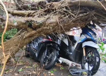 pohon beringin berukuran besar tumbang
