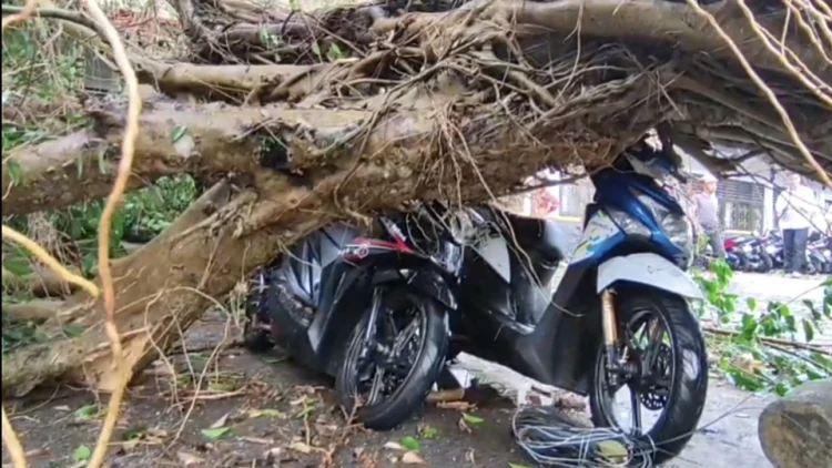 pohon beringin berukuran besar tumbang