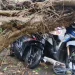 pohon beringin berukuran besar tumbang
